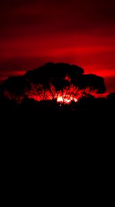 Preview wallpaper tree, silhouette, sunset, dark, nature