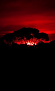 Preview wallpaper tree, silhouette, sunset, dark, nature