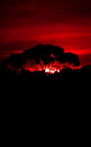 Preview wallpaper tree, silhouette, sunset, dark, nature