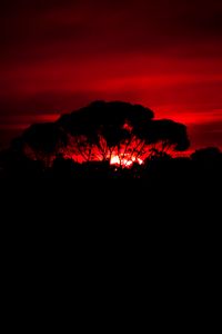 Preview wallpaper tree, silhouette, sunset, dark, nature