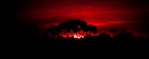 Preview wallpaper tree, silhouette, sunset, dark, nature