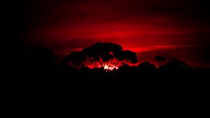 Preview wallpaper tree, silhouette, sunset, dark, nature