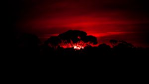 Preview wallpaper tree, silhouette, sunset, dark, nature