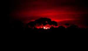 Preview wallpaper tree, silhouette, sunset, dark, nature