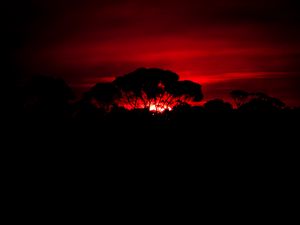 Preview wallpaper tree, silhouette, sunset, dark, nature