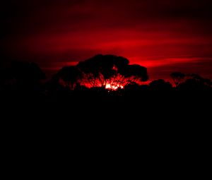 Preview wallpaper tree, silhouette, sunset, dark, nature