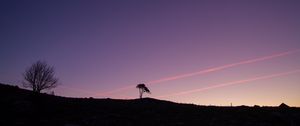 Preview wallpaper tree, silhouette, twilight, landscape, dark