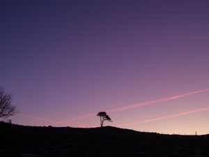 Preview wallpaper tree, silhouette, twilight, landscape, dark