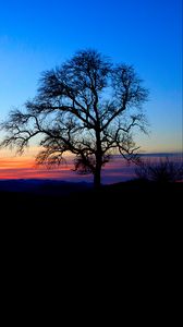 Preview wallpaper tree, silhouette, twilight, nature