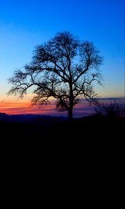 Preview wallpaper tree, silhouette, twilight, nature