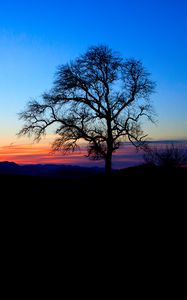 Preview wallpaper tree, silhouette, twilight, nature