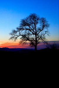 Preview wallpaper tree, silhouette, twilight, nature