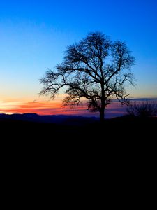 Preview wallpaper tree, silhouette, twilight, nature