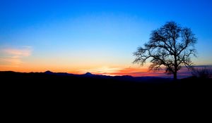 Preview wallpaper tree, silhouette, twilight, nature