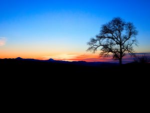 Preview wallpaper tree, silhouette, twilight, nature