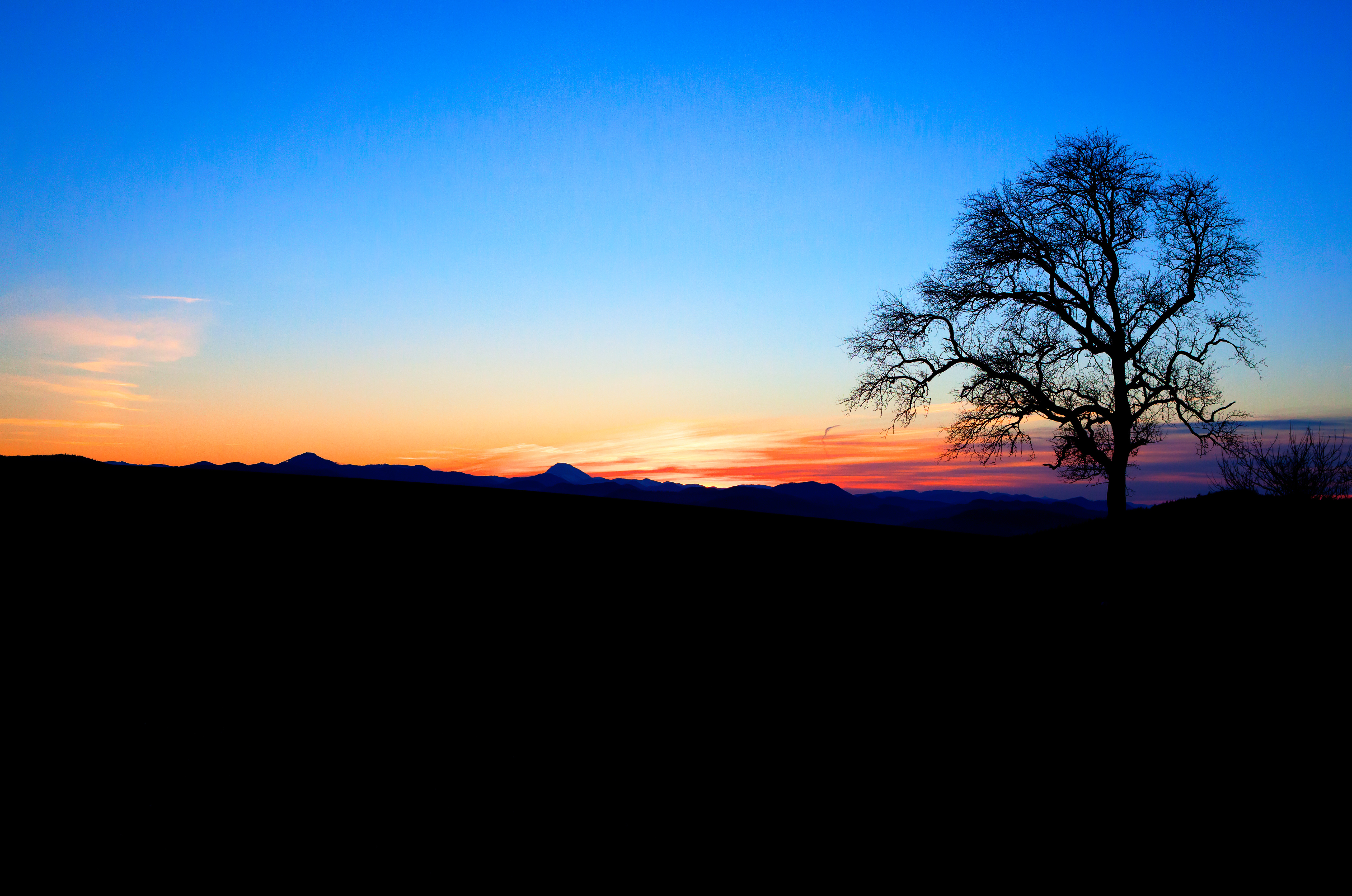 Download wallpaper 5120x3395 tree, silhouette, twilight, nature hd ...