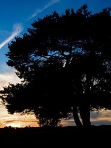 Preview wallpaper tree, silhouette, twilight, evening, sky, plane, trace