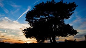 Preview wallpaper tree, silhouette, twilight, evening, sky, plane, trace