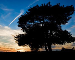 Preview wallpaper tree, silhouette, twilight, evening, sky, plane, trace