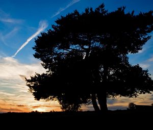 Preview wallpaper tree, silhouette, twilight, evening, sky, plane, trace