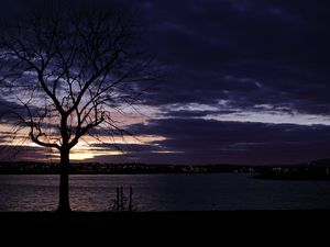 Preview wallpaper tree, silhouette, water, lights, sunset