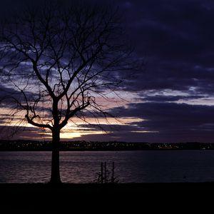 Preview wallpaper tree, silhouette, water, lights, sunset