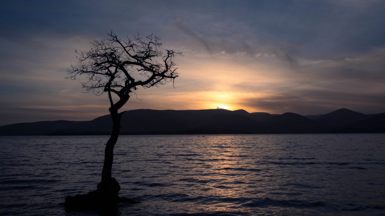 Wallpaper tree, silhouette, water, twilight, dark