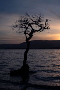 Preview wallpaper tree, silhouette, water, twilight, dark