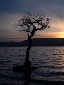 Preview wallpaper tree, silhouette, water, twilight, dark