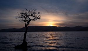 Preview wallpaper tree, silhouette, water, twilight, dark