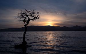 Preview wallpaper tree, silhouette, water, twilight, dark