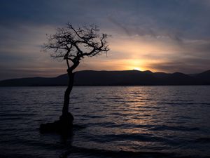 Preview wallpaper tree, silhouette, water, twilight, dark