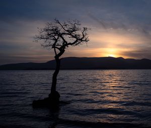 Preview wallpaper tree, silhouette, water, twilight, dark