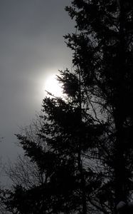 Preview wallpaper tree, silhouettes, sun, black and white, dark