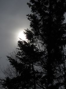Preview wallpaper tree, silhouettes, sun, black and white, dark