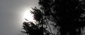 Preview wallpaper tree, silhouettes, sun, black and white, dark