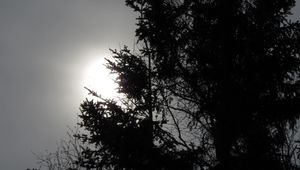 Preview wallpaper tree, silhouettes, sun, black and white, dark