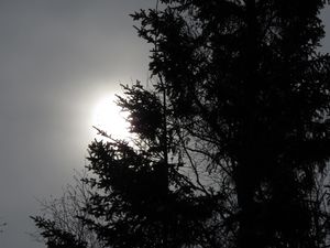 Preview wallpaper tree, silhouettes, sun, black and white, dark