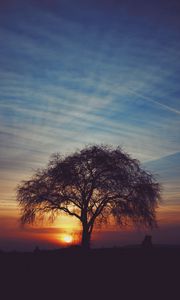 Preview wallpaper tree, silhouettes, sunset, sky, horizon, idyll