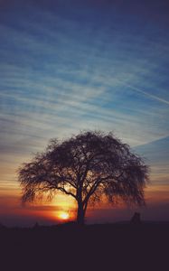 Preview wallpaper tree, silhouettes, sunset, sky, horizon, idyll