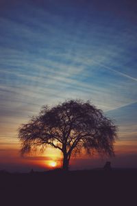 Preview wallpaper tree, silhouettes, sunset, sky, horizon, idyll