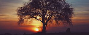 Preview wallpaper tree, silhouettes, sunset, sky, horizon, idyll