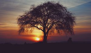 Preview wallpaper tree, silhouettes, sunset, sky, horizon, idyll