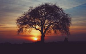 Preview wallpaper tree, silhouettes, sunset, sky, horizon, idyll