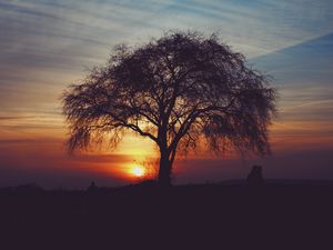 Preview wallpaper tree, silhouettes, sunset, sky, horizon, idyll