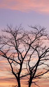 Preview wallpaper tree, sky, clouds, dusk