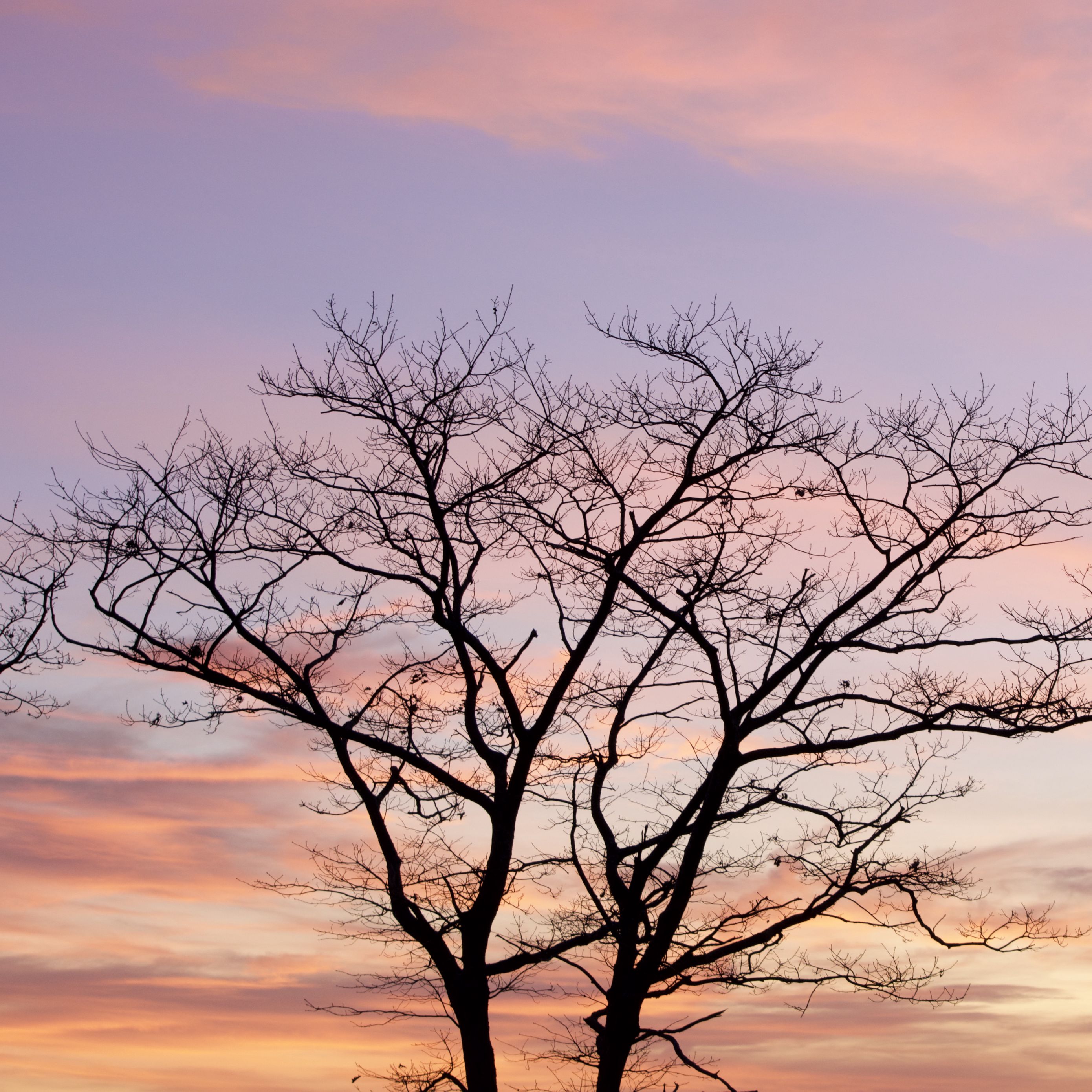 Download wallpaper 2780x2780 tree, sky, clouds, dusk ipad air, ipad air