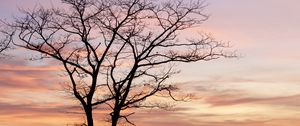 Preview wallpaper tree, sky, clouds, dusk