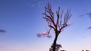 Preview wallpaper tree, sky, clouds, dusk, nature
