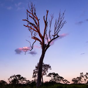 Preview wallpaper tree, sky, clouds, dusk, nature